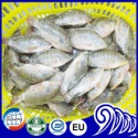 frozen tilapia whole round fish - product's photo