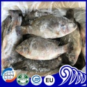 halal frozen food tilapia wholesale prices - product's photo