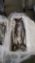 fresh chilled king fish (surmai) - product's photo