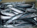 fish - fresh & frozen fish - product's photo