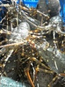 fresh spiny bamboo + rock lobster - product's photo