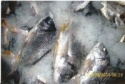 fresh silver grunt - product's photo