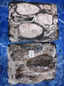cuttlefish whole round - product's photo