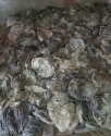 salted beef omasum - product's photo