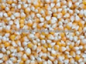 yellow corn - product's photo