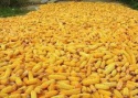 yellow corn - product's photo
