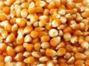yellow corn - product's photo